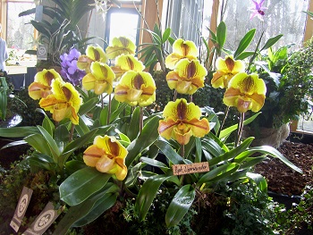 Foto gelbe Frauenschuh-Orchiedeen